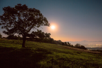 Arbre éclairé par la lune
