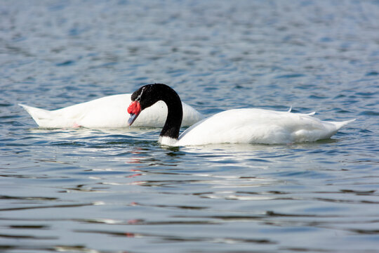 Pareja Cisnes de cuello negro (Cygnus melancoryphus) Alimentandose en la orilla del mar