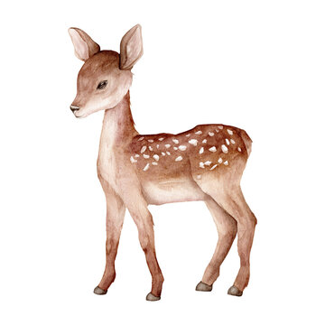 Watercolor Christmas baby deer. Spotted deer isolated on white background. Hand painted wild animal template for fabric. Realistic animal for design and print or background.