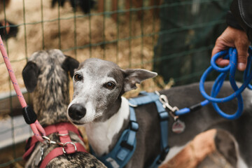 Italian Greyhounds dogs on a leash - obrazy, fototapety, plakaty