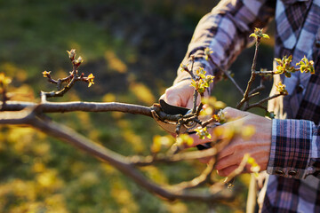 Close-up of a male gardener's hand pruning a fruit tree - 711020163