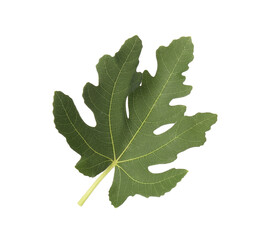 One green leaf of fig tree isolated on white