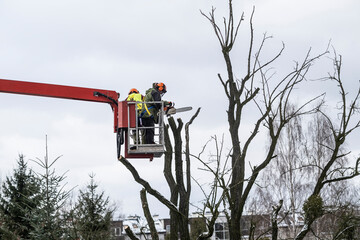 Work at heights - tree care and cutting.