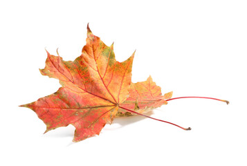 Autumn season. Dry maple leaves isolated on white