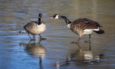 Pair of Canada Geese standing on frozen lake surface honking at one another