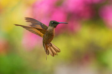 Fawn-breasted Brilliant Hummingbird in flight, 4K resolution, best Ecuador humminbirds