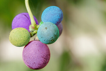 Cluster of multicolored grapes