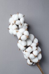 Branch with cotton flowers on light grey background, top view