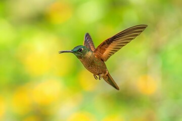 Fawn-breasted Brilliant Hummingbird in flight, 4K resolution, best Ecuador humminbirds