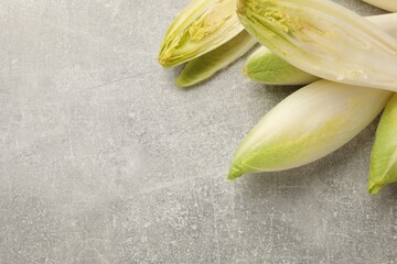 Fresh raw Belgian endives (chicory) on light grey table, top view. Space for text - obrazy, fototapety, plakaty