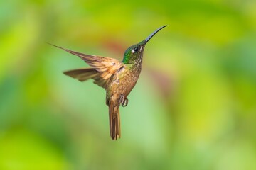 Fawn-breasted Brilliant Hummingbird in flight, 4K resolution, best Ecuador humminbirds