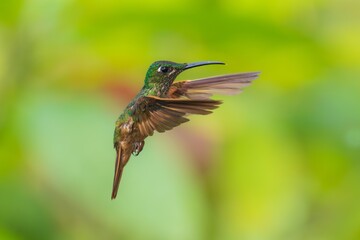 Fawn-breasted Brilliant Hummingbird in flight, 4K resolution, best Ecuador humminbirds