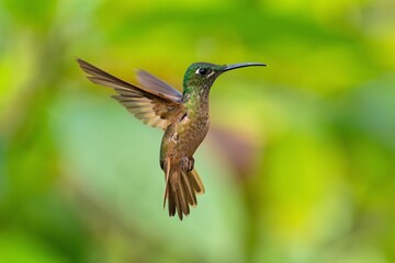 Fawn-breasted Brilliant Hummingbird in flight, 4K resolution, best Ecuador humminbirds