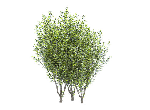 Wild privet branch bushes shrub isolated