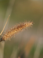 Obraz premium Closeup of flower with blur background