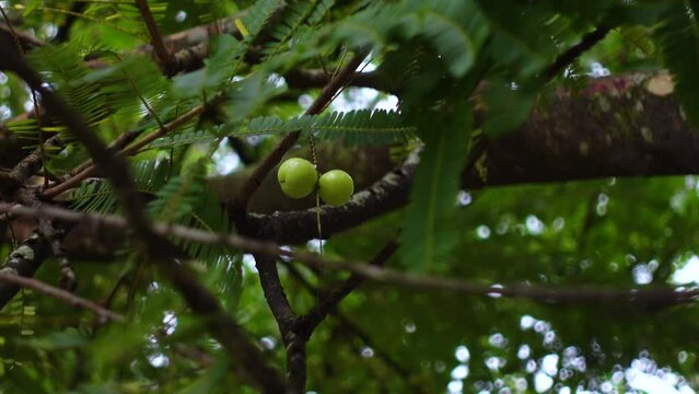 Phyllanthus emblica fruit also called Indian gooseberry hanging on a green amla tree. 