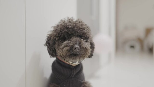 Muzzle of poodle dog indoors