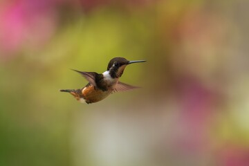 White-bellied Woodstar, Hummingbird in flight, 4K resolution, best humminbirds Ecuador