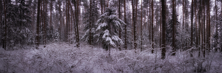 winter snowy coniferous forest. widescreen panoramic side view. wide format 15x5