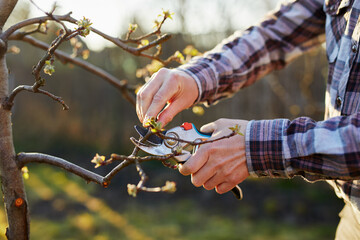 Close-up of a gardener pruning a fruit tree - obrazy, fototapety, plakaty