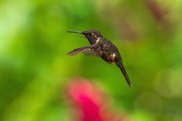 White-bellied Woodstar, Hummingbird in flight, 4K resolution, best humminbirds Ecuador
