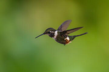 Fototapeta premium White-bellied Woodstar, Hummingbird in flight, 4K resolution, best humminbirds Ecuador
