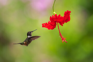 White-bellied Woodstar, Hummingbird in flight, 4K resolution, best humminbirds Ecuador
