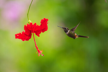 White-bellied Woodstar, Hummingbird in flight, 4K resolution, best humminbirds Ecuador