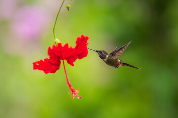 White-bellied Woodstar, Hummingbird in flight, 4K resolution, best humminbirds Ecuador