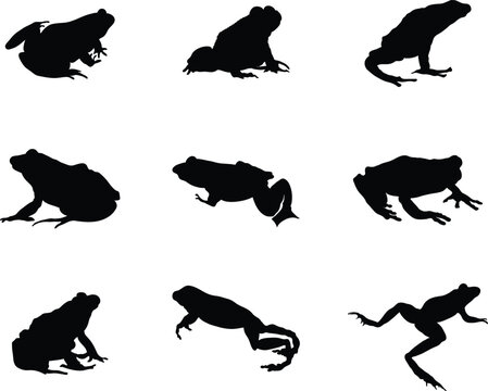 A collection of frogs in a different positions