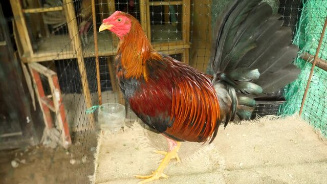 A fighting rooster gets ready for its next fight, Colombia. Cackling or Crowing rooster plucked feathers on its legs. A close-up shot of a rooster in a cage. High quality 4k footage.