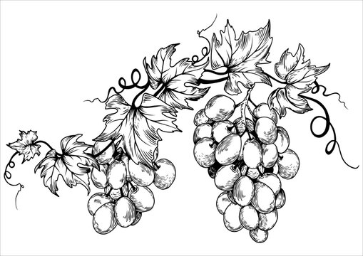 Black and white grape branch and leaves. Hand drawn vector illustration.