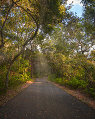 road in autumn forest