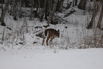 Camping Station Ch&ecirc;ne Rouge 7 Au 12 Janvier 2024