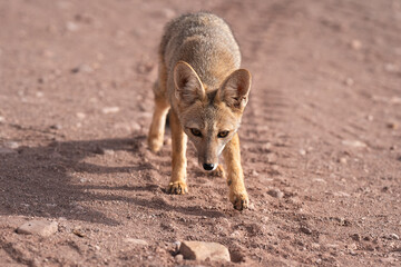 Zorro del desierto zona norte de Chile