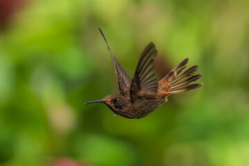 Brown Violet-ear (Colibri delphinae) is a species of hummingbird found in forests between 1000 and 2800 m along the Pacific slope of the Andes from western Colombia to southern Ecuador. 4K resolution