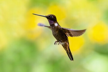Brown inca (Coeligena wilsoni) is a species of hummingbird found in forests between 1000 and 2800 m along the Pacific slope of the Andes from western Colombia to southern Ecuador. 4K resolution