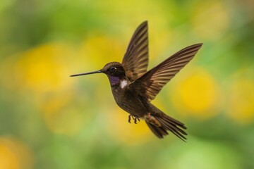 Brown inca (Coeligena wilsoni) is a species of hummingbird found in forests between 1000 and 2800 m along the Pacific slope of the Andes from western Colombia to southern Ecuador. 4K resolution