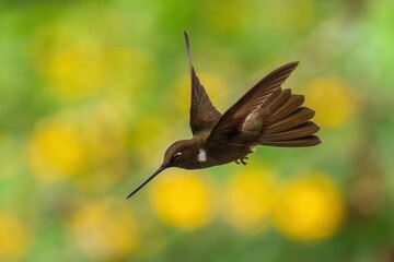 Brown inca (Coeligena wilsoni) is a species of hummingbird found in forests between 1000 and 2800 m along the Pacific slope of the Andes from western Colombia to southern Ecuador. 4K resolution