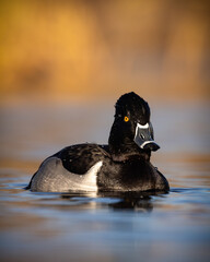 Ring necked duck - aythya collaris - drake swimming in pond with beautiful golden background