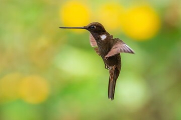 Brown inca (Coeligena wilsoni) is a species of hummingbird found in forests between 1000 and 2800 m along the Pacific slope of the Andes from western Colombia to southern Ecuador. 4K resolution