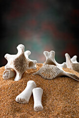 Animal Bones in Sand - 4K Ultra HD Image of Natural Erosion