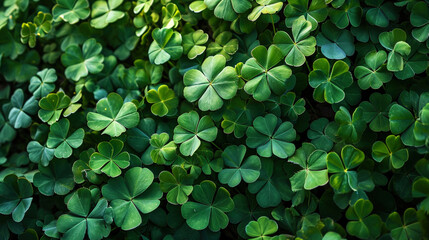 A lush carpet of green clover leaves forms a delightful setting, offering an organic backdrop with