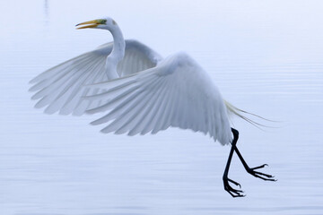 Um lindo flagrante de uma garça branca grande andando no ar com um movimento diferenciado de suas asas. 