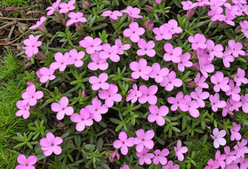 Vibrant carpet of Phlox Subulata flowers