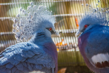 fancy blue birds in zoo