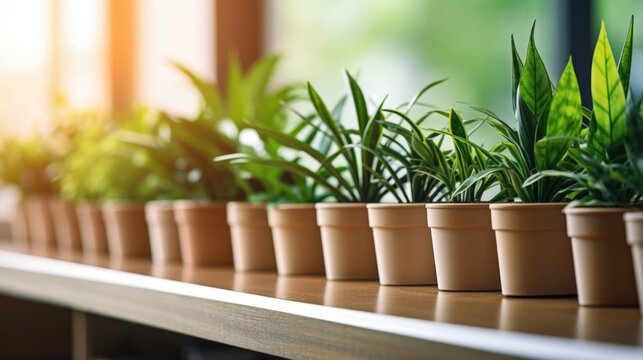 A focused image of a row of potted plants on a shelf, creating a natural barrier between desks in the office space.
