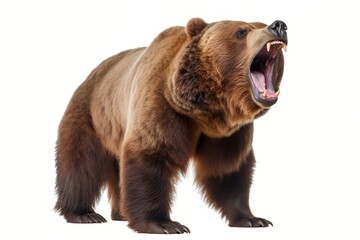 Obraz premium Large brown bear standing on all fours with mouth wide open roaring