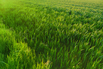beautiful summer landscape in sun, green field of young winter wheat, growing cereal plants,...