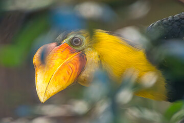 yellow billed hornbill in zoo